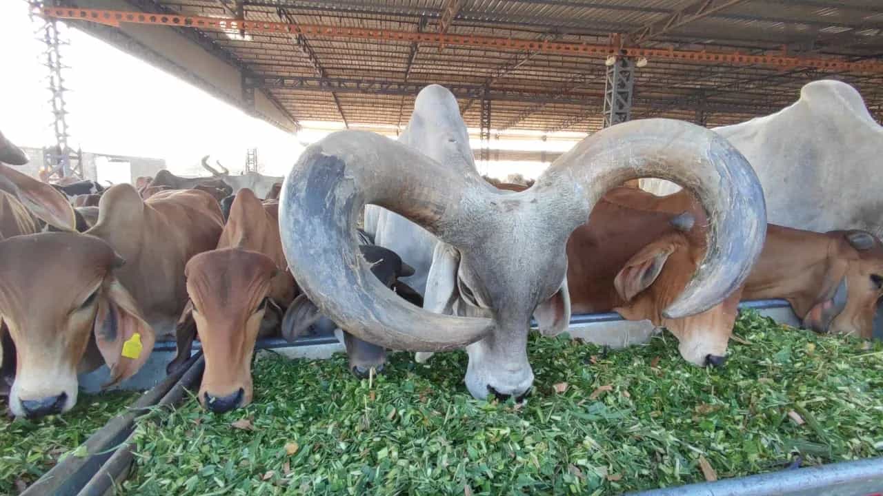 Bull shelter gallery 4