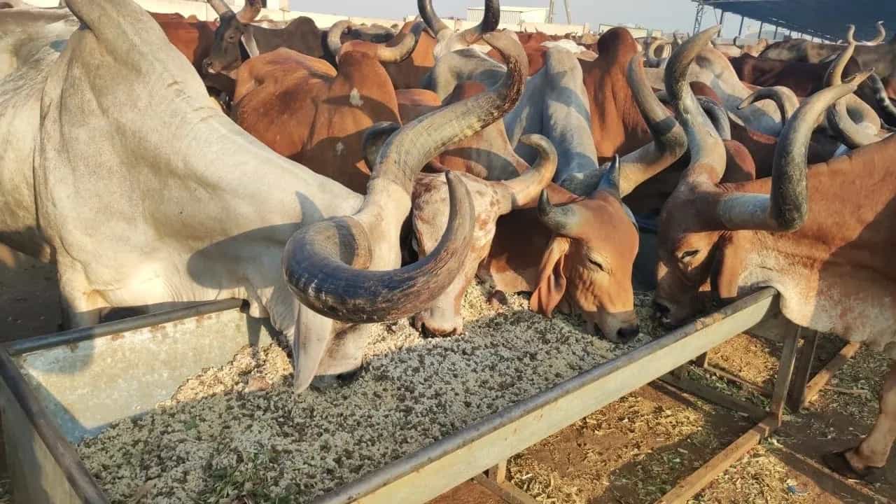 Bull shelter gallery 8
