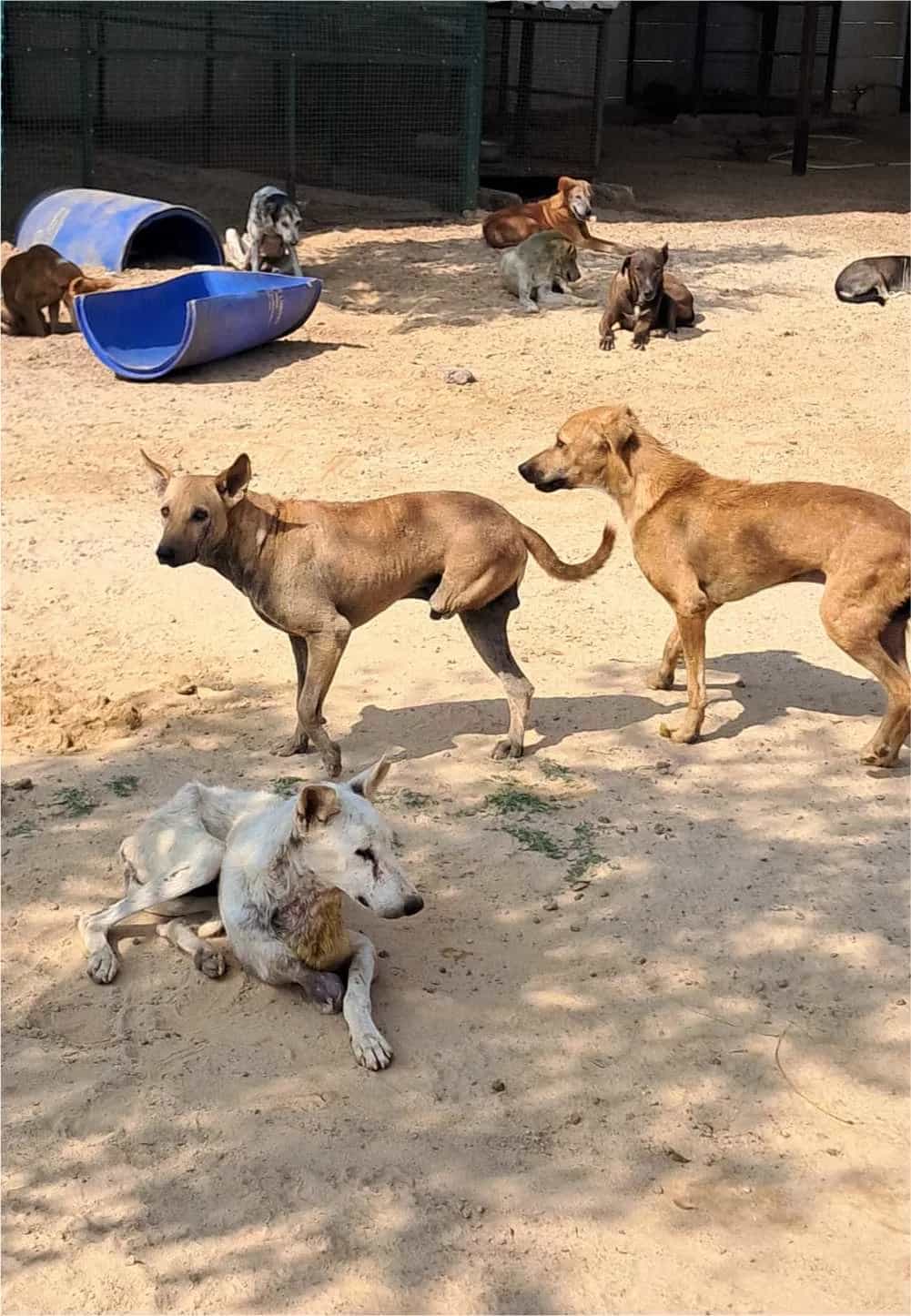 Dog shelter gallery 2