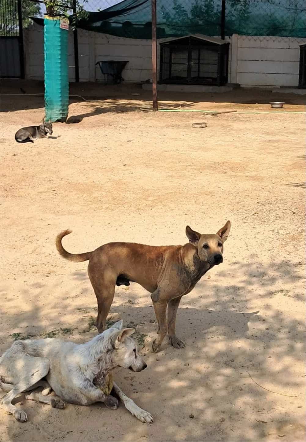 Dog shelter gallery 4