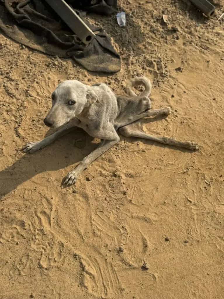 Dog shelter gallery 8