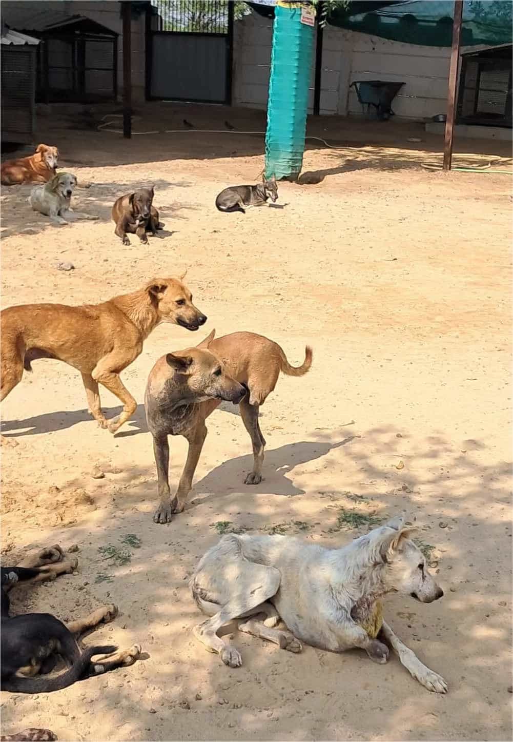 Dog shelter gallery 9
