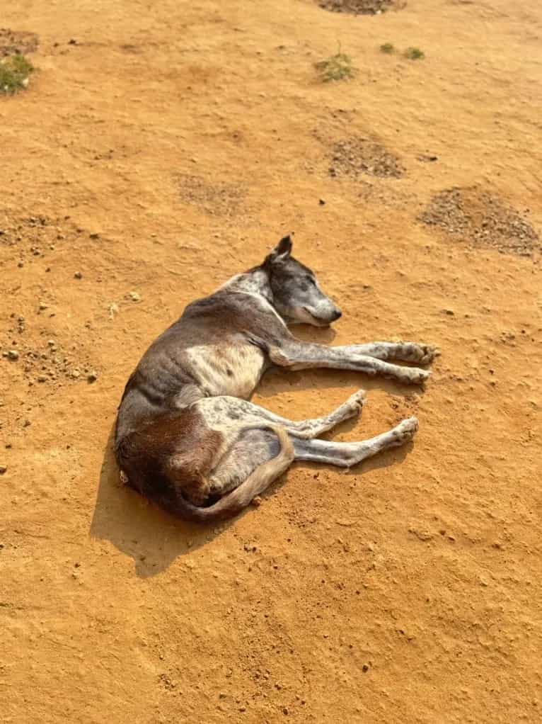 Dog shelter gallery 10