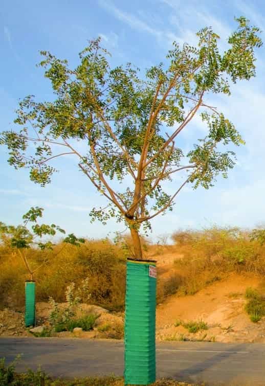 Tree plantation gallery 1