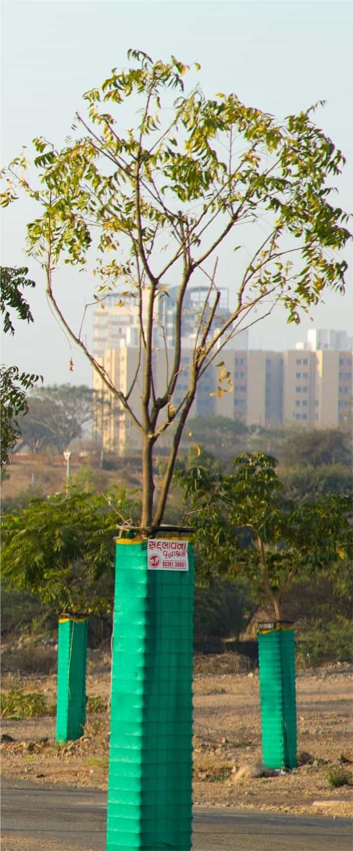 Tree plantation gallery 10