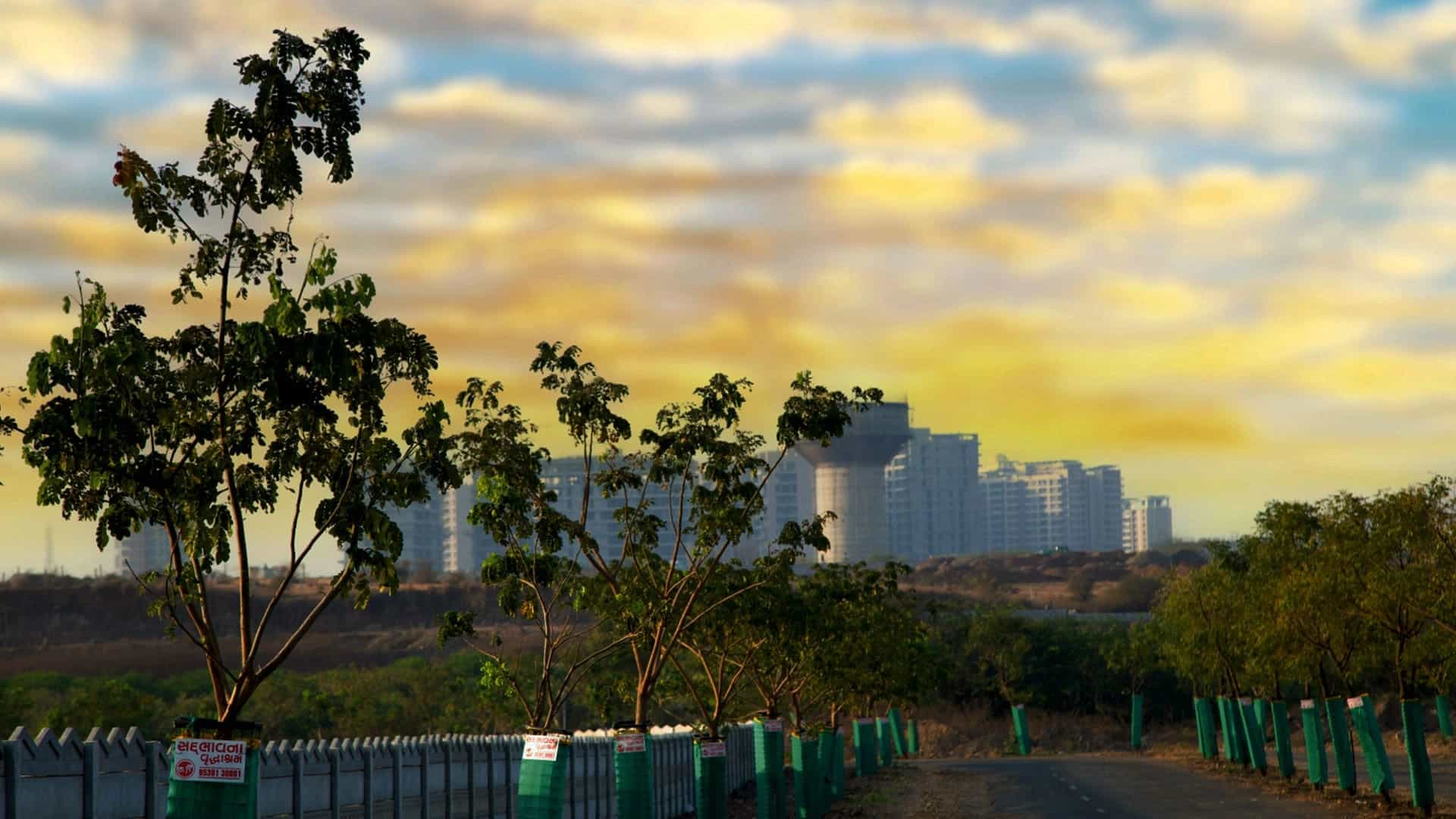 Tree plantation gallery 2