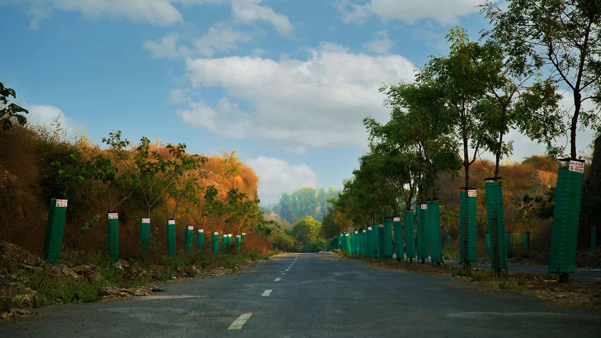 Tree plantation gallery 3