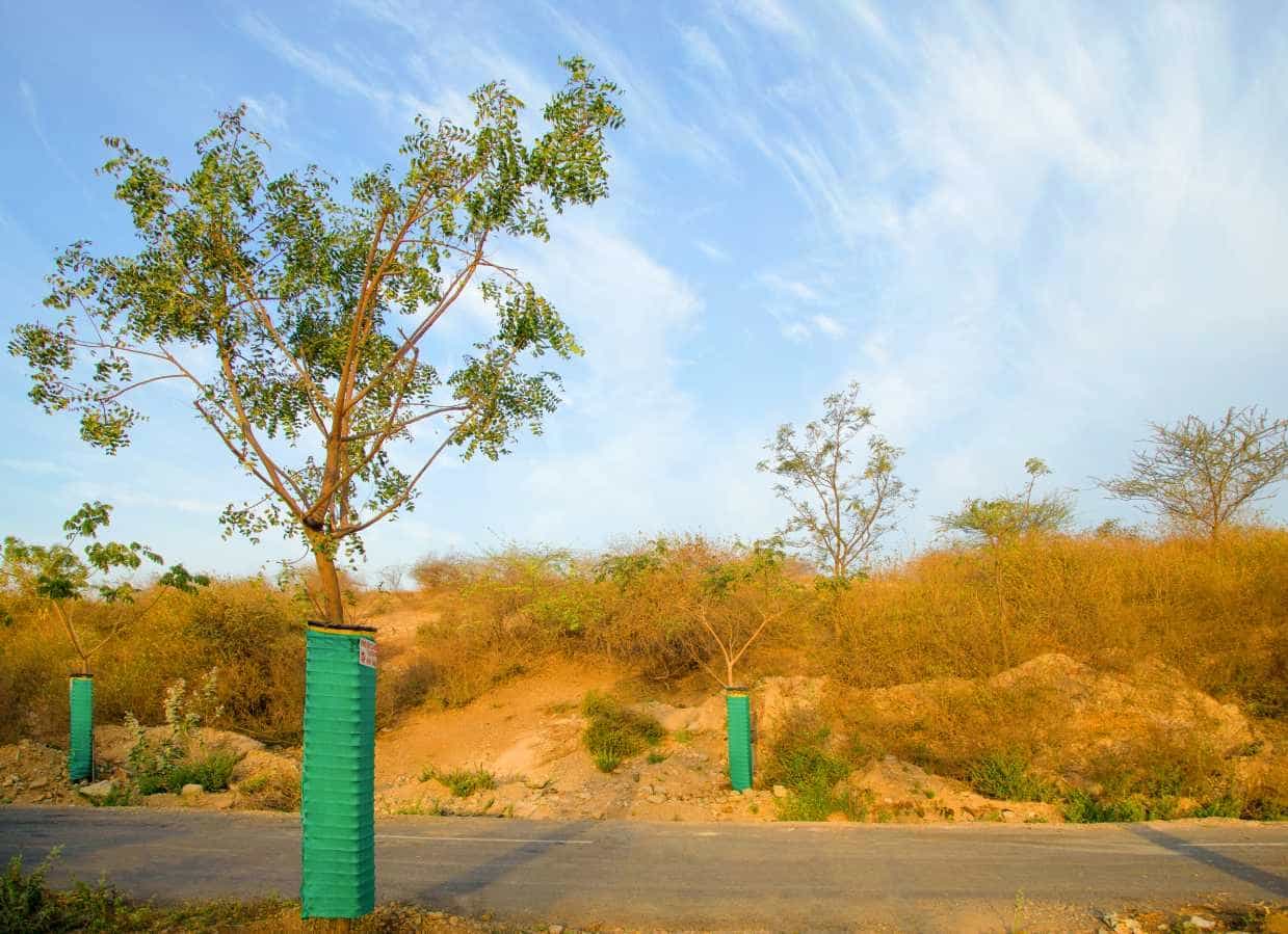 Tree plantation gallery 4
