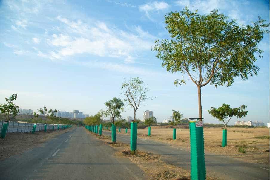 Tree plantation gallery 5