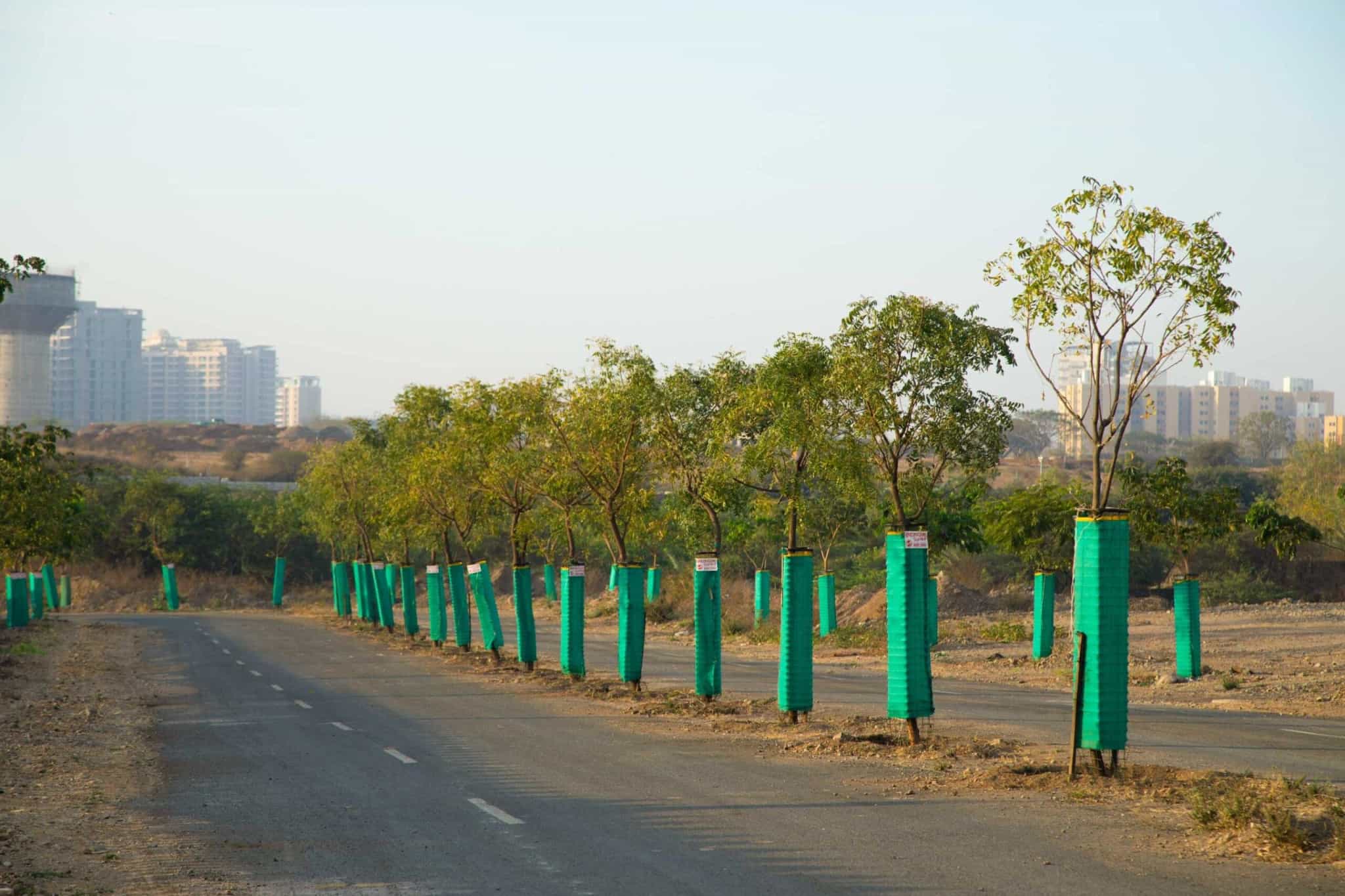 Tree plantation gallery 6