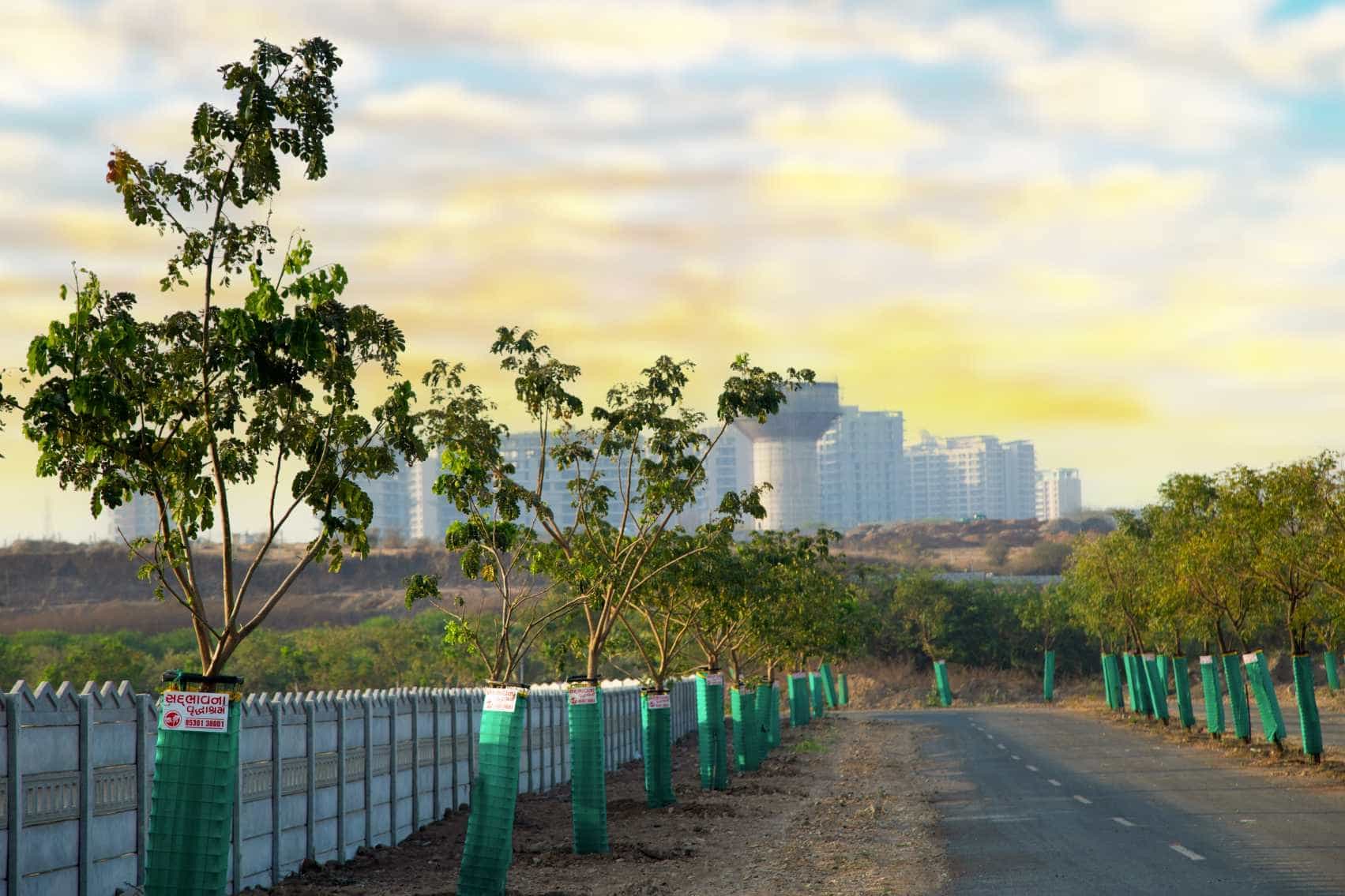 Tree plantation gallery 7