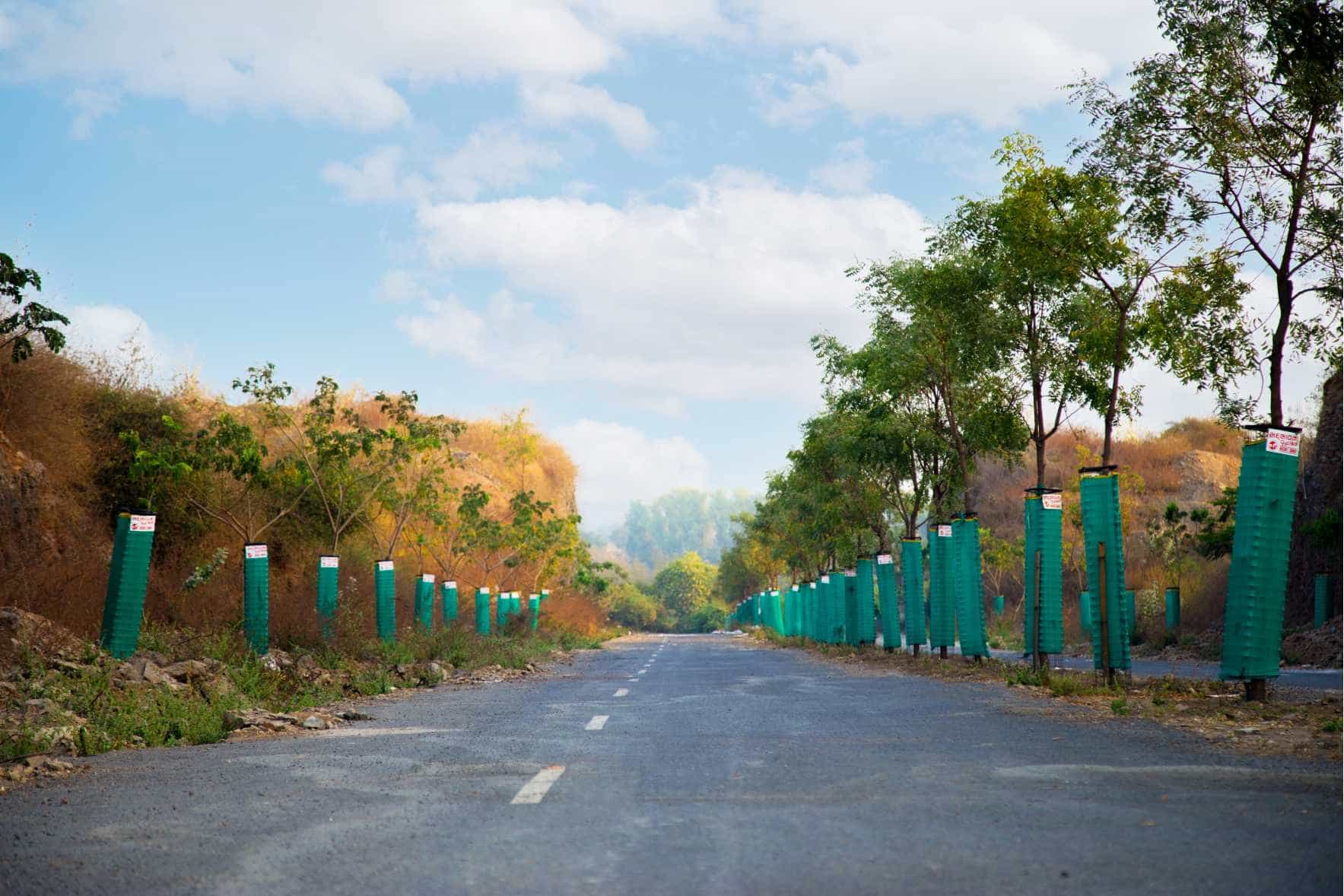 Tree plantation gallery 8