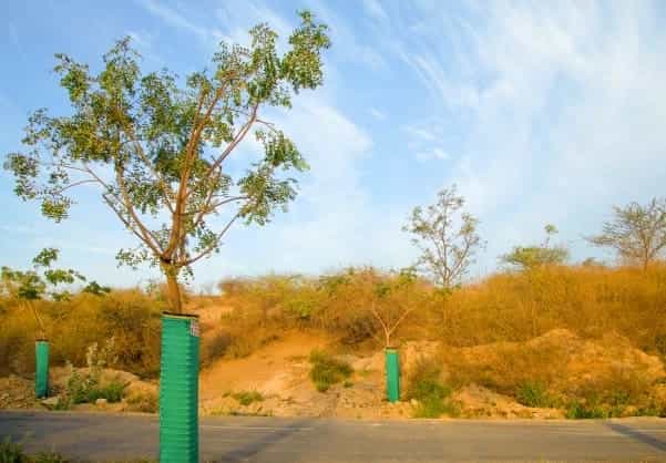 Tree plantation gallery 9