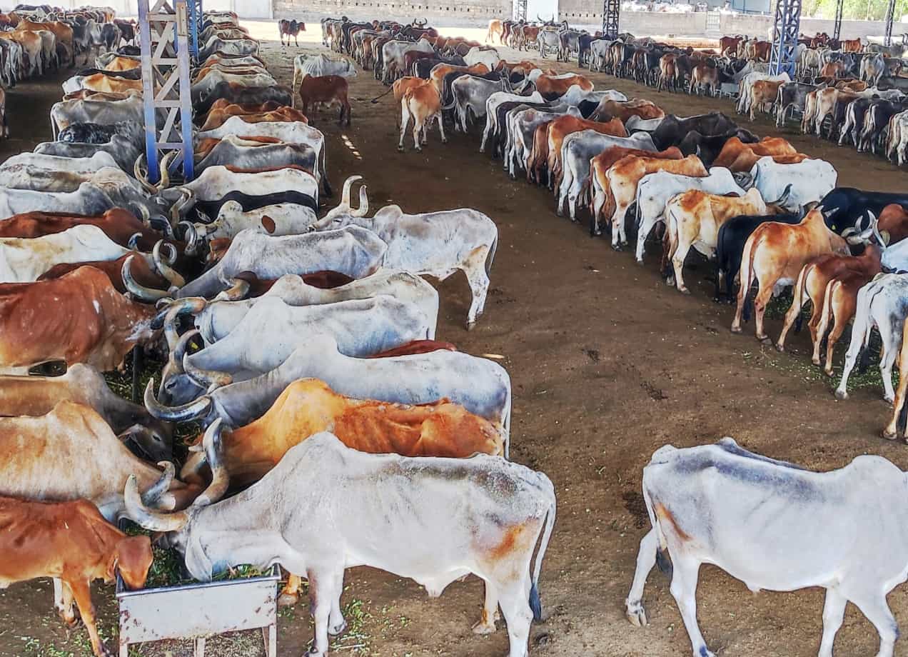 Bull Shelter