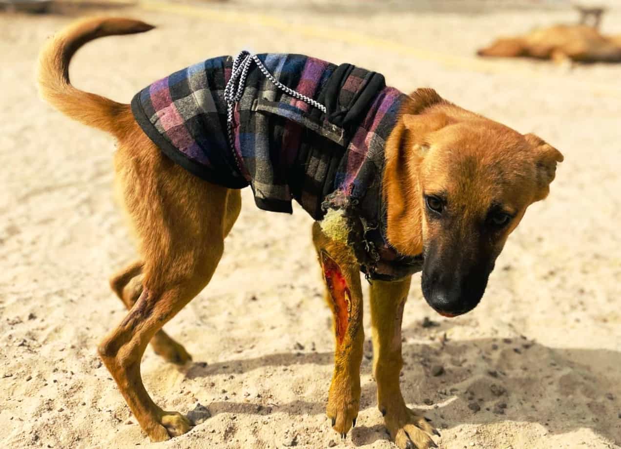 Dog Shelter