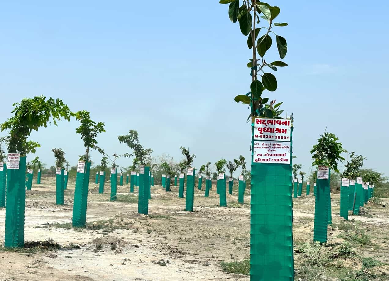 Tree Plantation