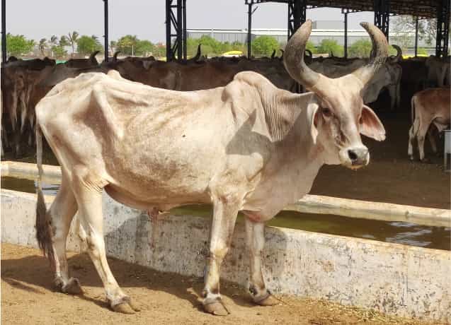 Bull Shelter
