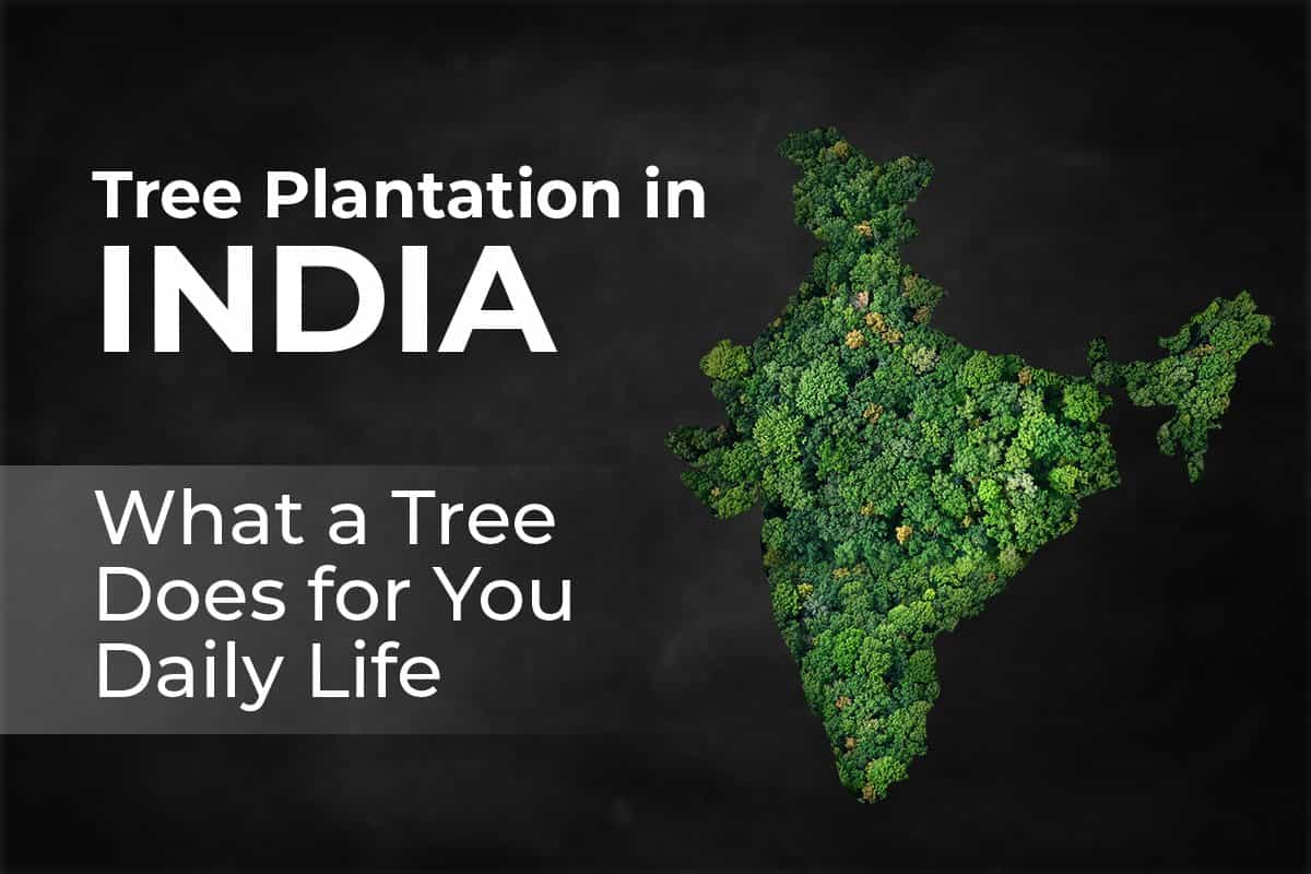 Tree Plantation in India: What a Tree Does for You Daily Life