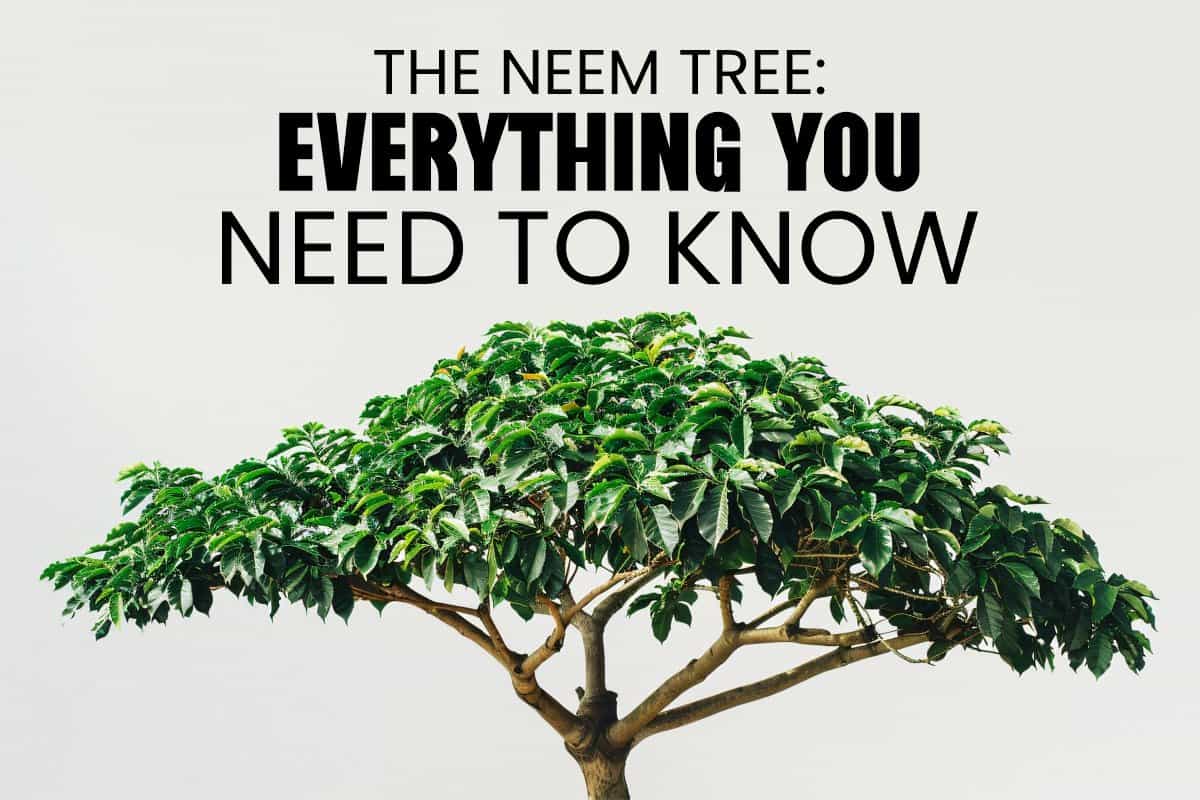 The Neem Tree: Everything You Need to Know
