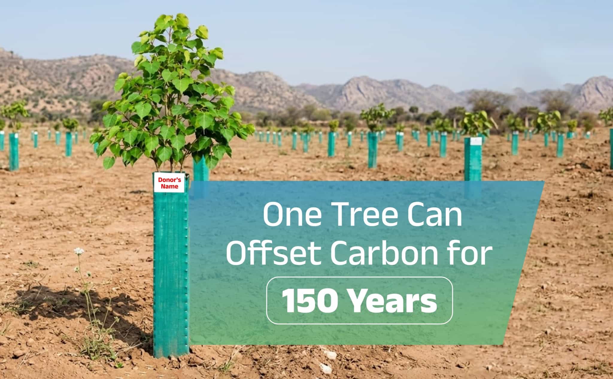 Donate a Tree: How One Tree Can Offset Carbon Emissions for 150 Years – The Science Behind Your Environmental Donation