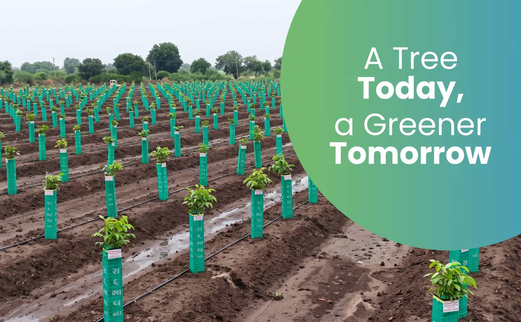 A Tree Today, a Greener Tomorrow: Sadbhavna’s Vision for India