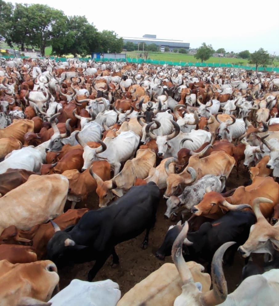 Bull Shelter