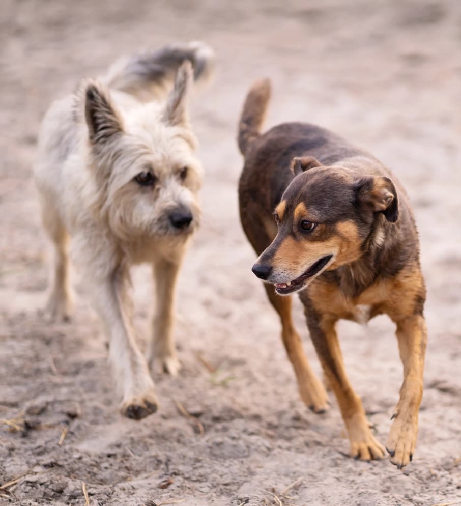 Dog Shelter