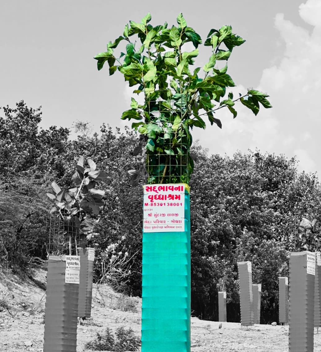Tree Plantation