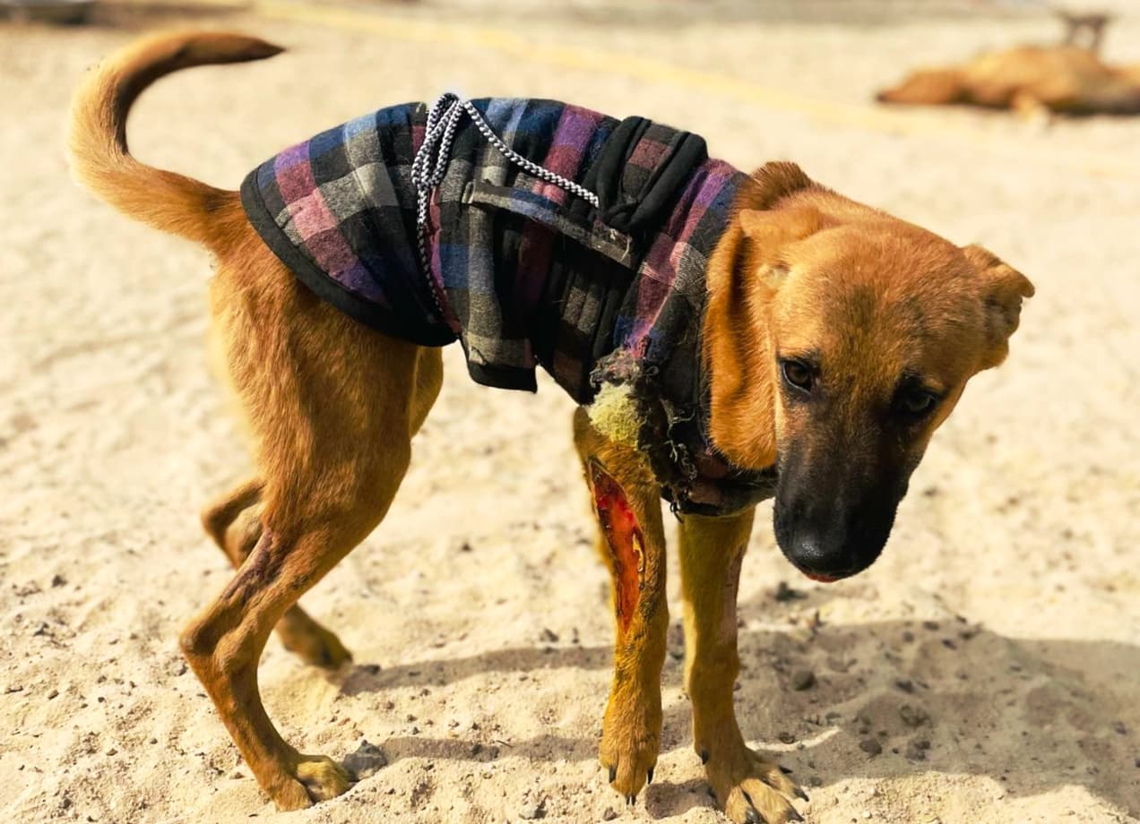 Dog Shelter