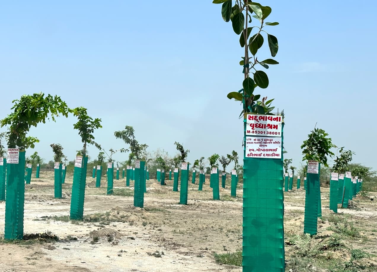 Tree Plantation