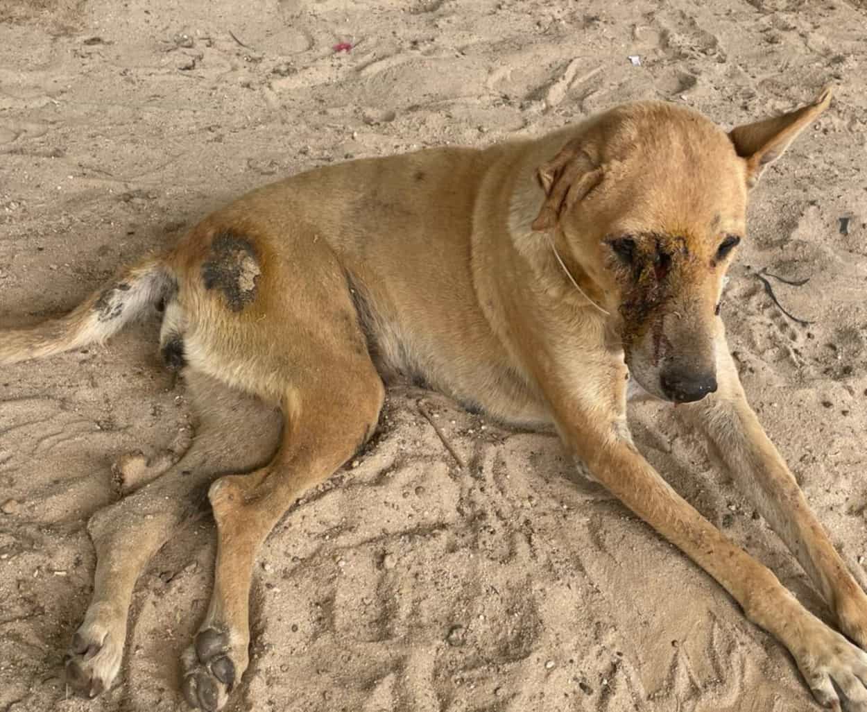 Animals receiving care at Sadbhavna Animal Hospital