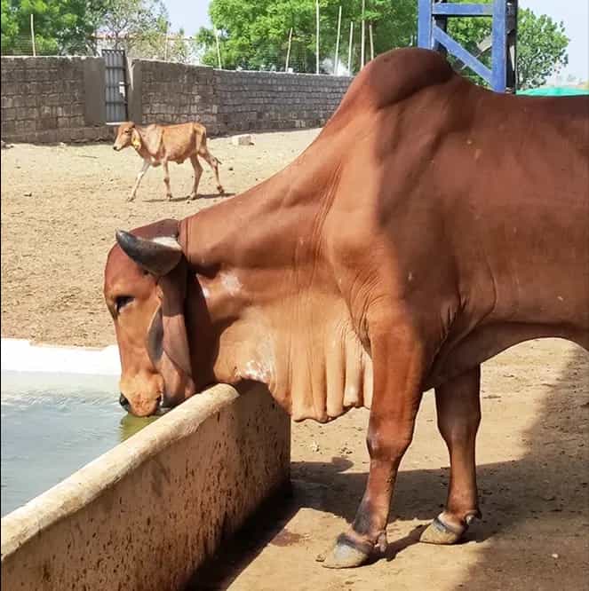 Bull receiving care at Sadbhavna