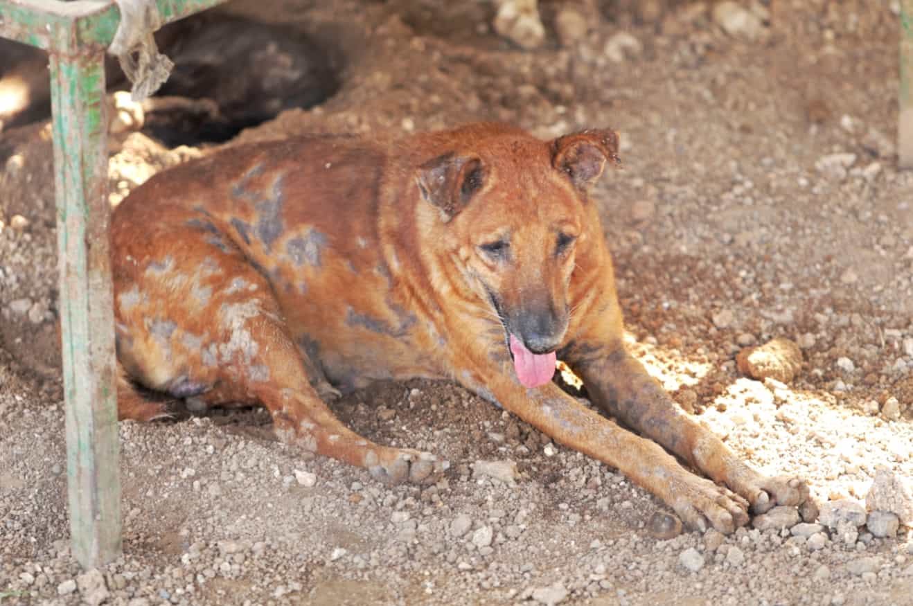 Dogs receiving care at Sadbhavna Dog Shelter