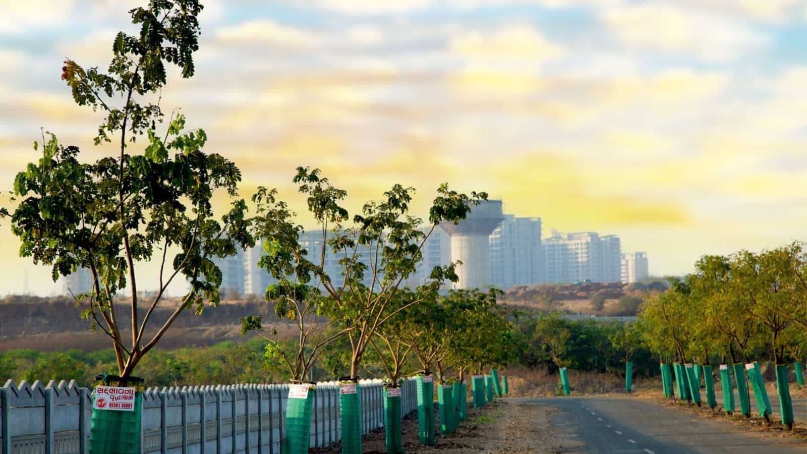 The Miyawaki Method – Creating Dense Forests in Urban Areas
