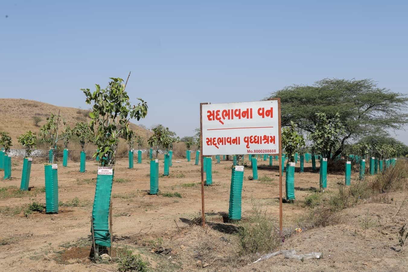 The Power of Trees – Planting for a Greener Tomorrow