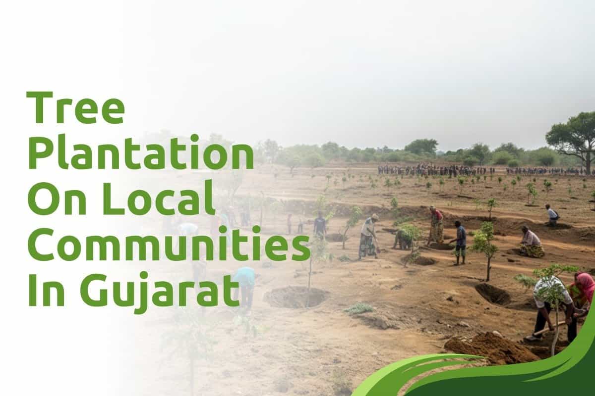 Tree Planting and Its Impact on Local Communities in Gujarat