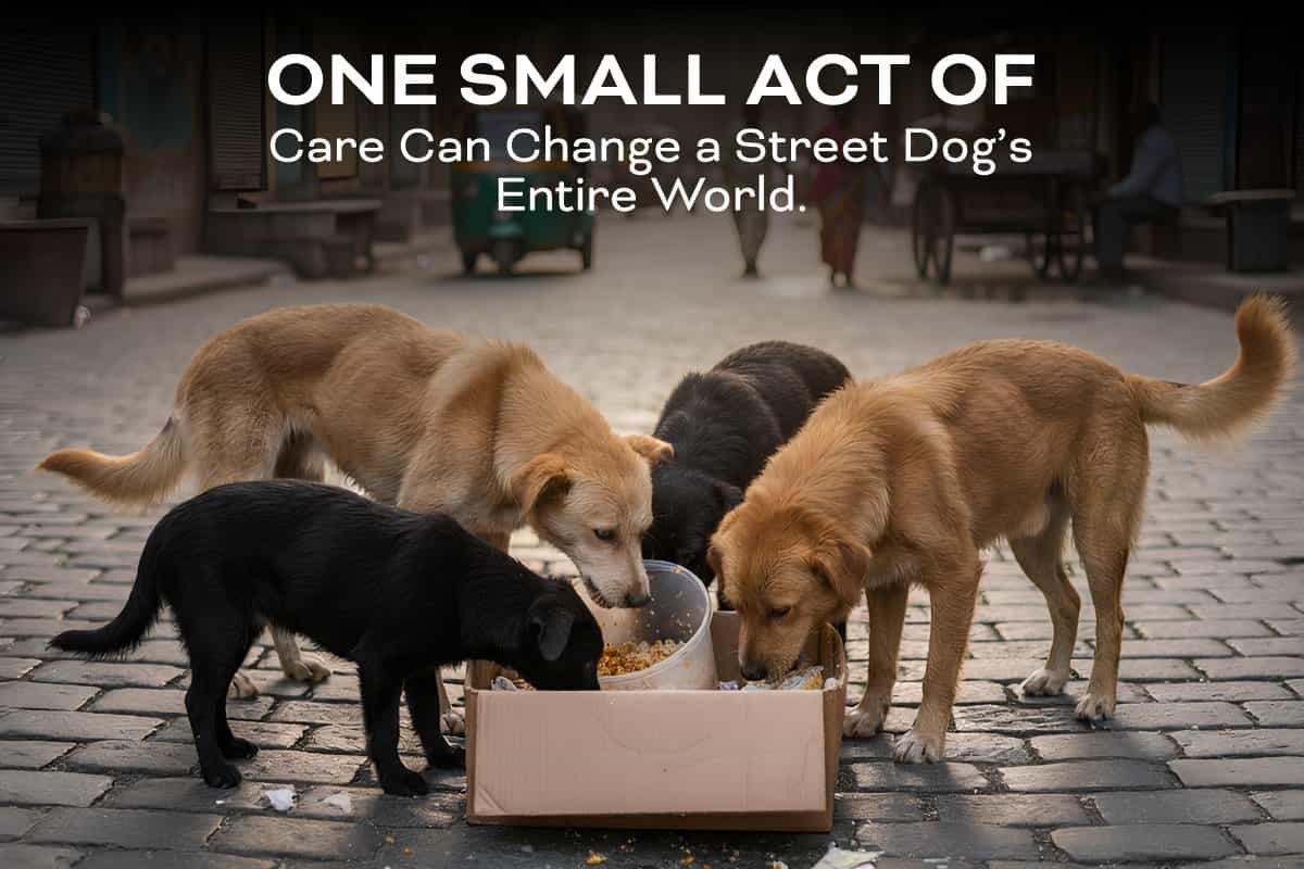 One Small Act of Care Can Change a Street Dog’s Entire World