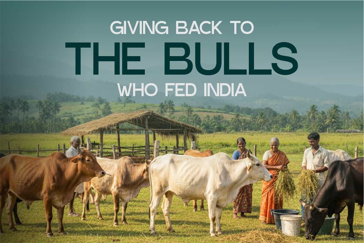 Farmers of the Fields: Giving Back to the Bulls Who Fed India