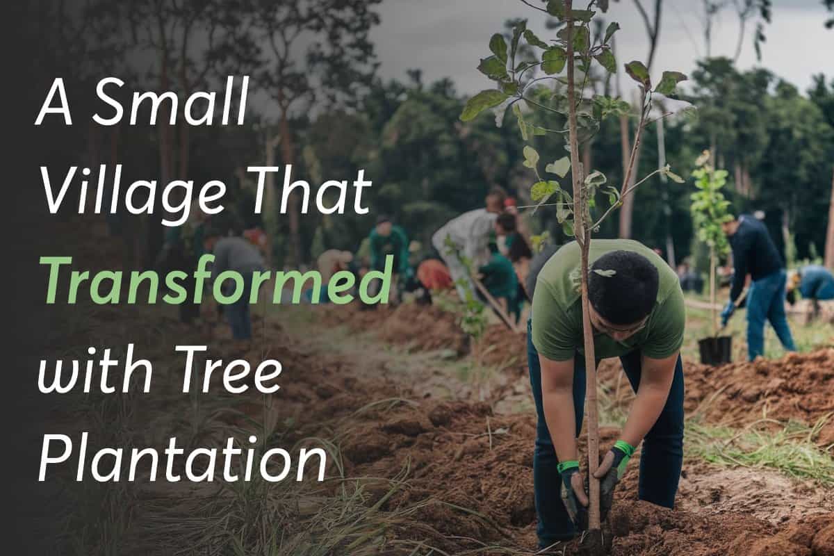 A small village that transformed with tree plantation