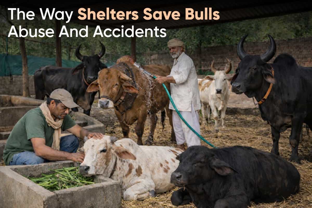 The way Shelters save Bulls Abuse and Accidents.
