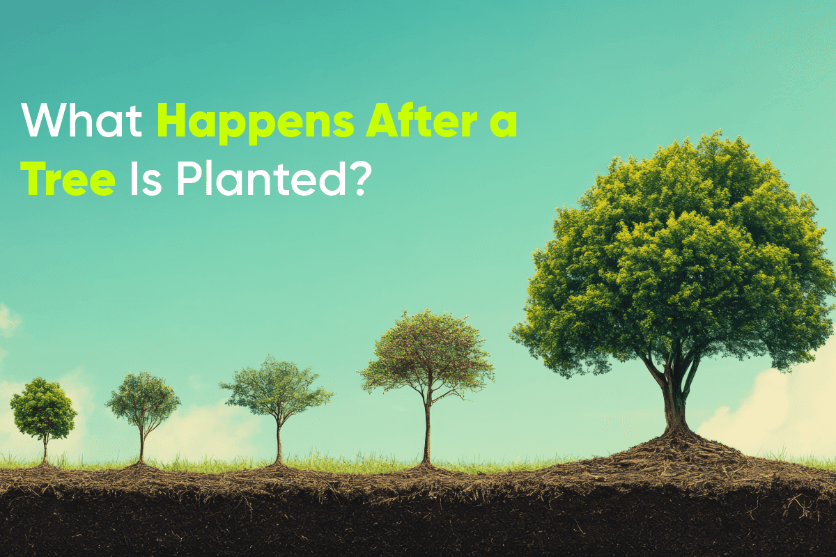 What Happens After a Tree Is Planted? The Real Journey of Tree Growth
