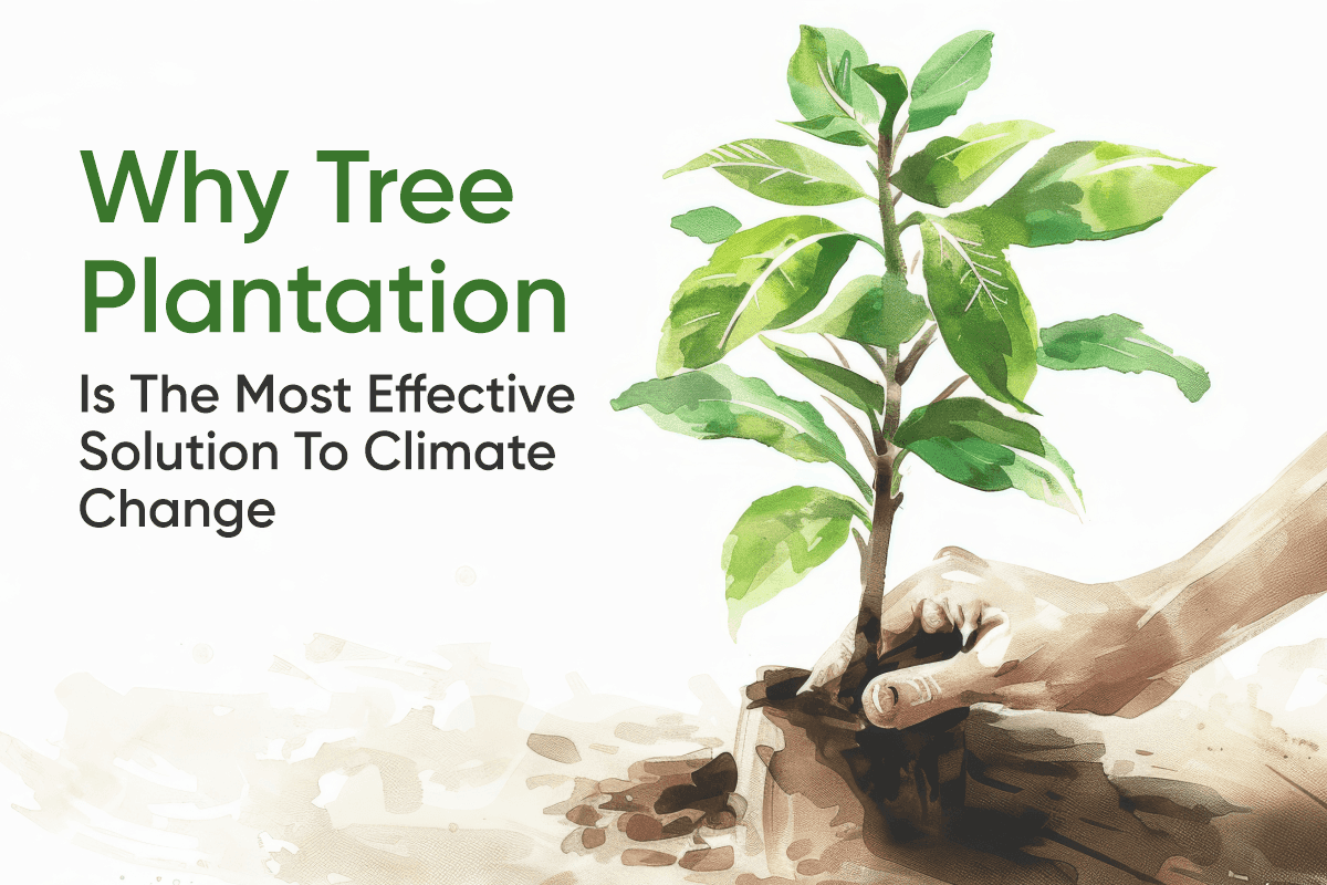 Why Tree Plantation Is the Most Effective Solution to Climate Change