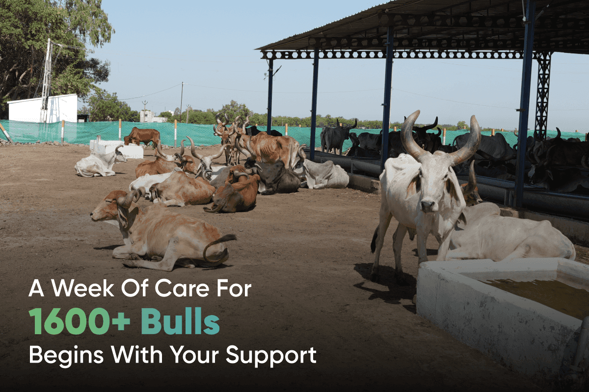 A week of care for 1600+ bulls begins with your support