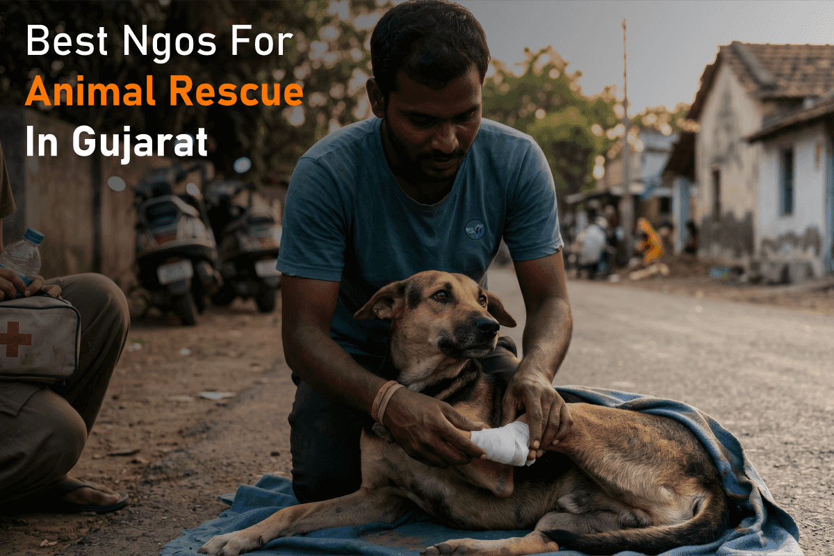 Best NGOs for Animal Rescue in Gujarat – Full Guide for Donors & Volunteers