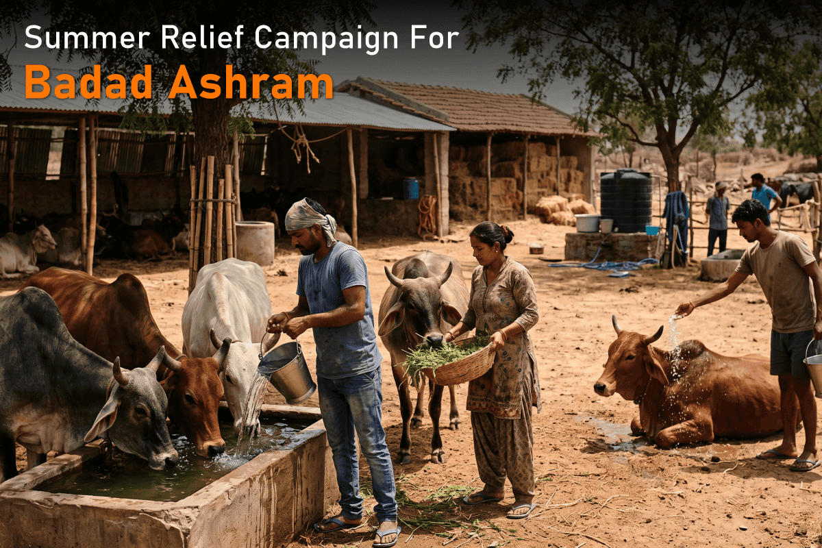 Summer Relief Campaign for Bull Shelter – How You Can Help