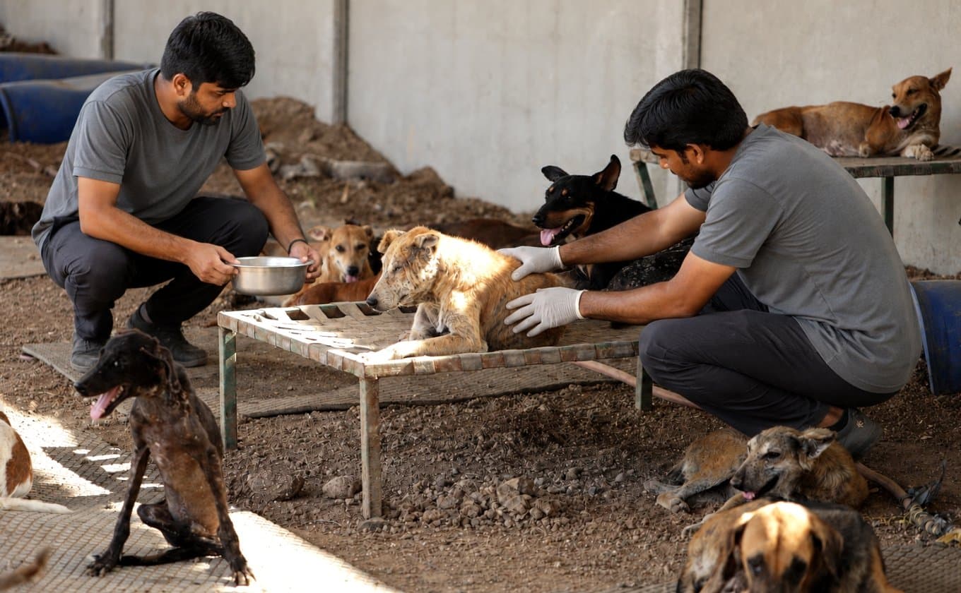 Common Health Challenges Faced by Stray Dogs and How Timely Care Can Save Lives