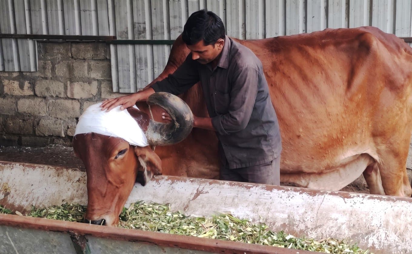Inside a Bull Shelter: Daily Care Practices That Ensure Animal Health and Well-Being