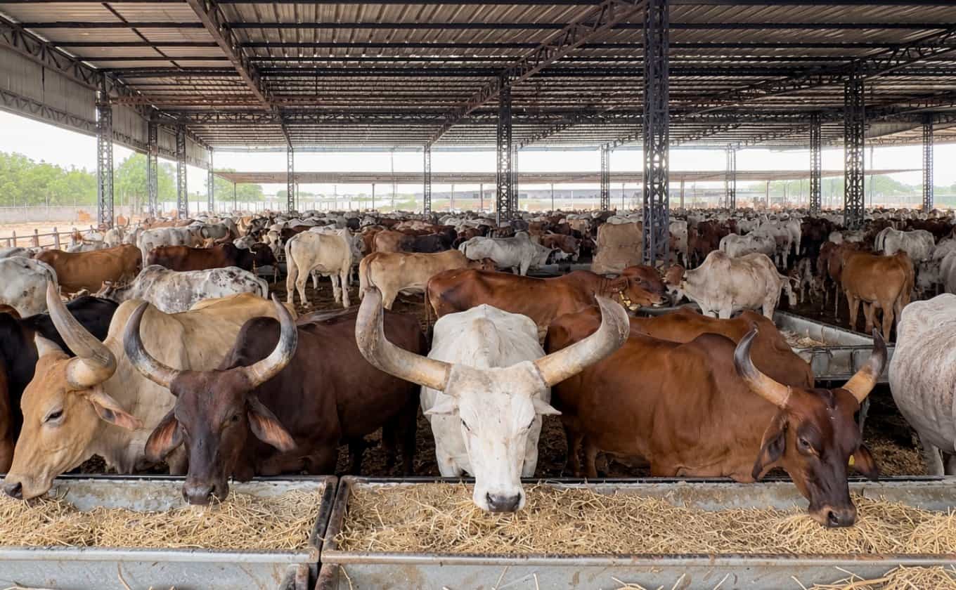 He Worked All His Life. Now He Needs Someone to Care for Him: The Story of an Abandoned Bull