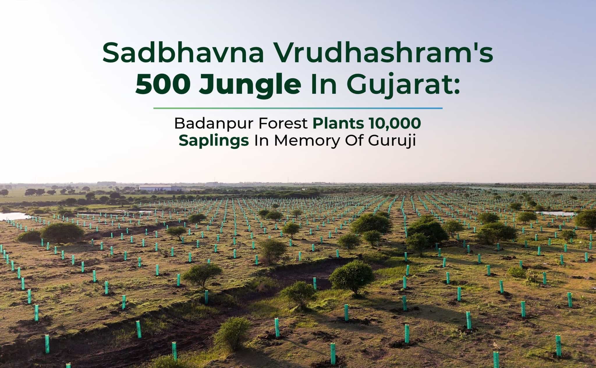 Sadbhavna Vrudhashram’s 500 Jungle in Gujarat: Badanpur Forest Plants 10,000 Saplings in Memory of Guruji