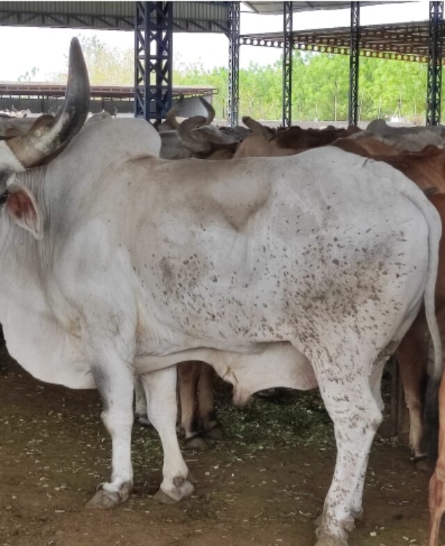 sadbhavna-balad-ashram